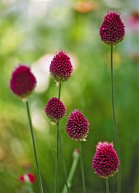 Alliums, aka ornamental onions, are some of the most beautiful ...