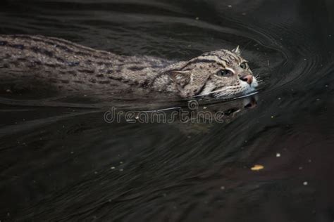 152 Swimming Fishing Cat Stock Photos - Free & Royalty-Free Stock ...