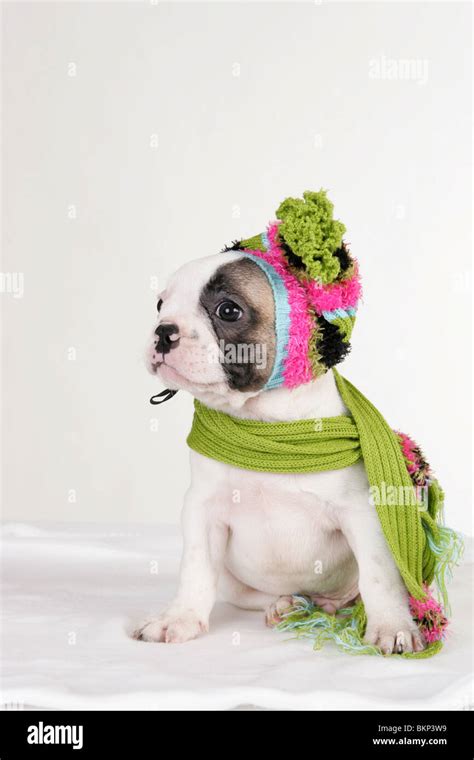 French Bulldog Puppy Stock Photo - Alamy