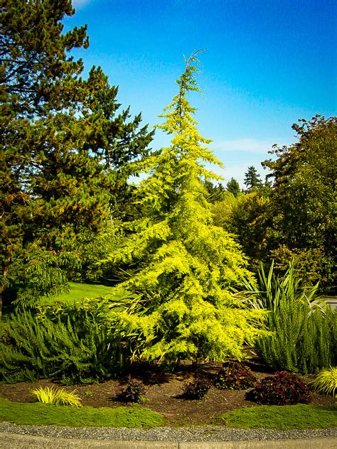 Golden Deodar Cedar Trees For Sale | The Tree Center