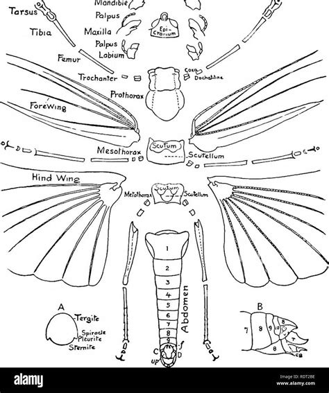 Insects anatomy Black and White Stock Photos & Images - Alamy