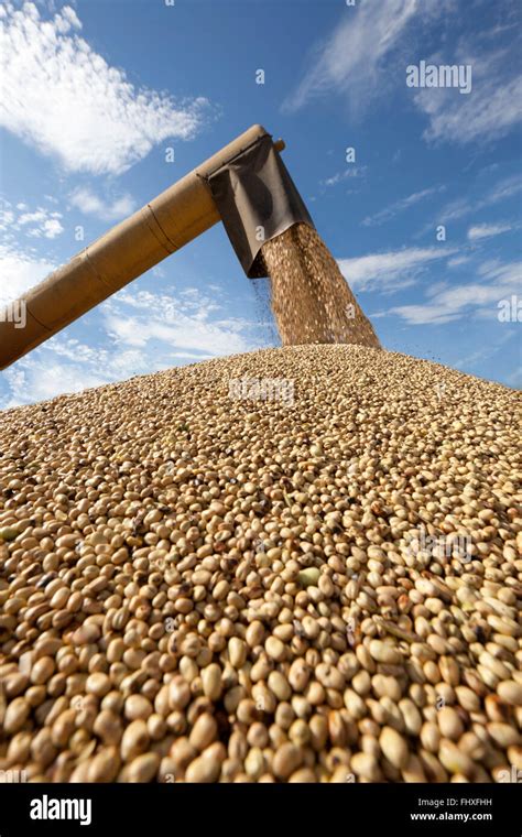 Field bean harvesting Stock Photo - Alamy