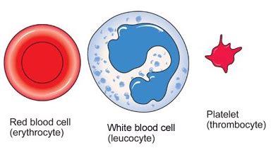 Blood cells - structure and functions - Biology Notes for IGCSE 2014