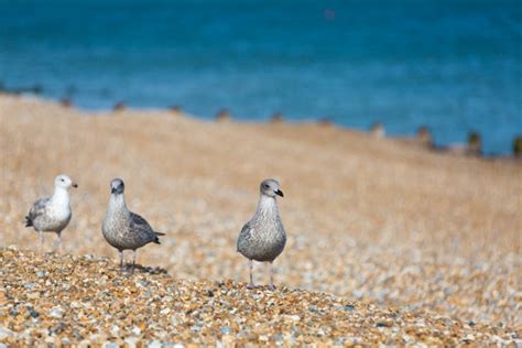 Seagulls On The Beach Free Stock Photo - Public Domain Pictures