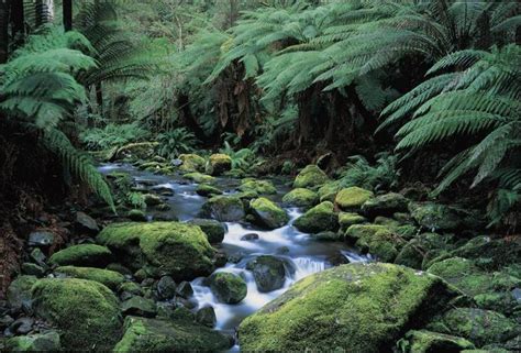 Filming at Great Otway National Park| Filmapia - reel sites . real sites