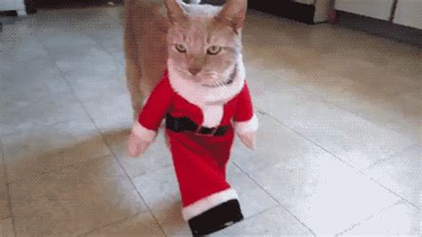 Santa Claus Cat GIF - Find & Share on GIPHY