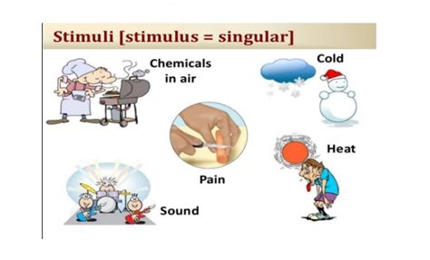 What is a stimulus in Biology? What is an example of stimulus in Biology?