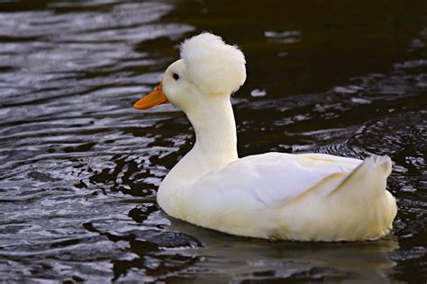 Crested Ducks | BackYard Chickens - Learn How to Raise Chickens