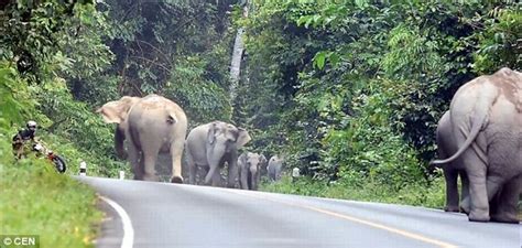 'Elephant Gangsta Group' irritated by motorcycle noise roughened up rider, make him beg for ...