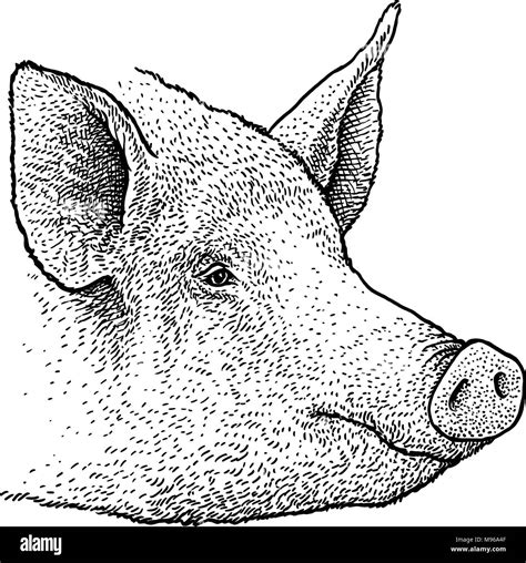 Pig head butcher Black and White Stock Photos & Images - Alamy