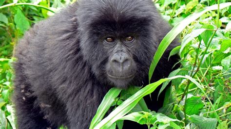 Virunga Gorilla Pictures - Ape Wallpapers - National Geographic