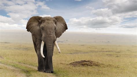 Petition · Botswana President Mokgweetsi Masisi: Re-instate anti-poaching unit to protect ...