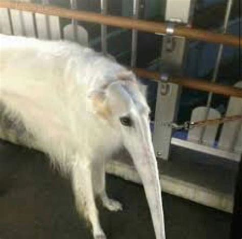 Borzoi is best doggo | Dank Memes Amino