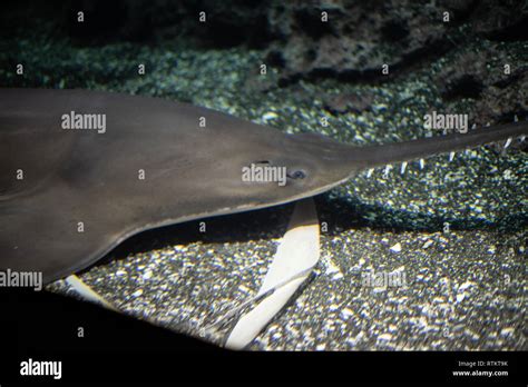 Largetooth sawfish (Pristis pristis) is considered critically endangered Stock Photo - Alamy