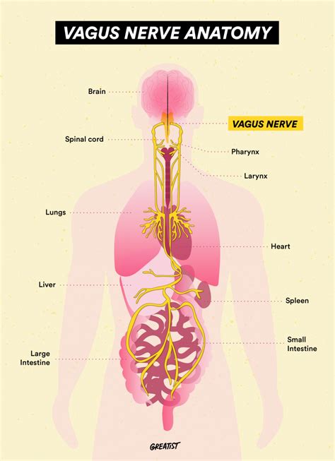 Vagus Nerve: Function, Stimulation, and Treatment