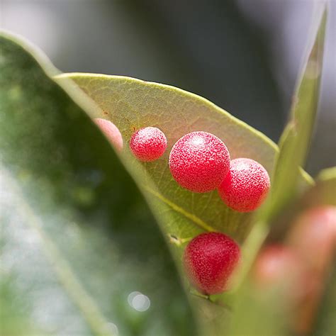 Oak Galls Photograph by Mike Heideman