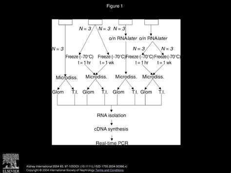 Improvement of extraction and processing of RNA from renal biopsies ...