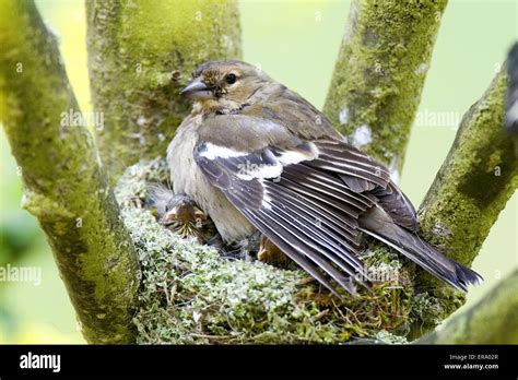 chaffinch nest Stock Photo - Alamy