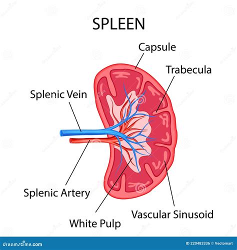 Human Spleen Detailed Anatomy. Vector Medical | CartoonDealer.com #71116713