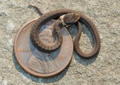 Maryland Snakes (Order Squamata)