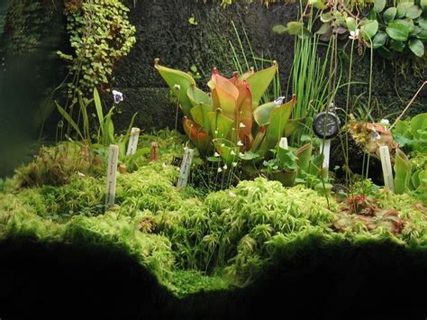 Carnivorous plant terrarium | Carnivorous plants terrarium, Carnivorous ...