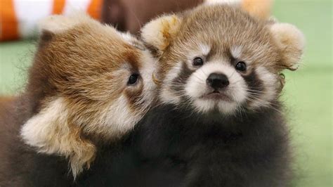 Cachorros gemelos de panda rojo japoneses presentados al público - CGTN en Español