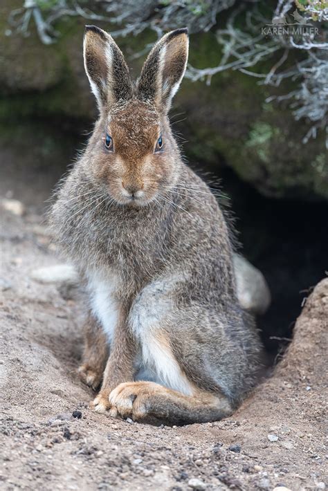 Mountain Hare Leveret | Mountain hare (lepus timidus) | Flickr