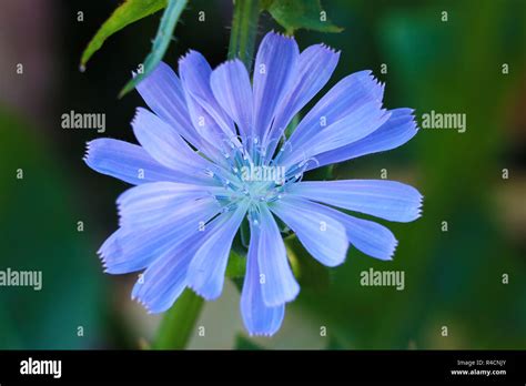 flower of Common chicory, Cichorium intybus, wild chicory, chicory, edible plant, nature, food ...