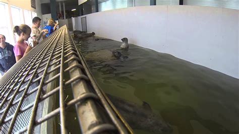 Feeding the Seals at Seaside Aquarium, Oregon - YouTube