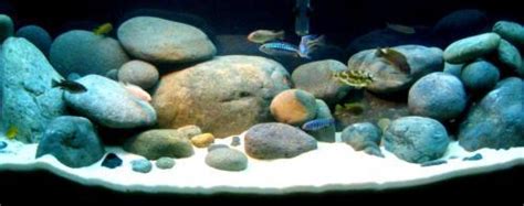 Holiday Aquatics: Setting up a Lake Malawi Cichlid Tank