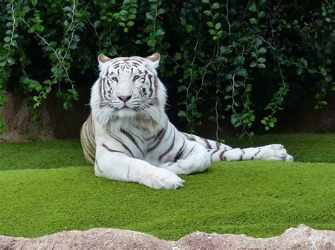 White Tiger Facts for Kids - All About White Tiger