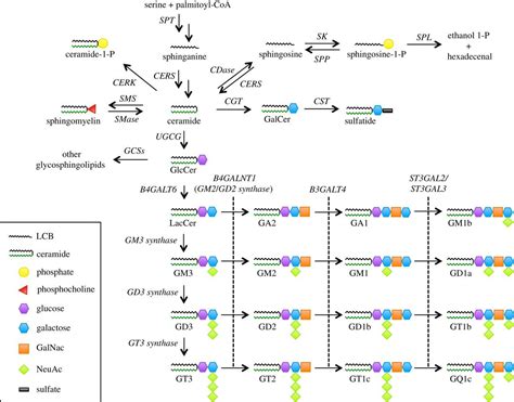 Sphingolipids: membrane microdomains in brain development, function and neurological diseases ...