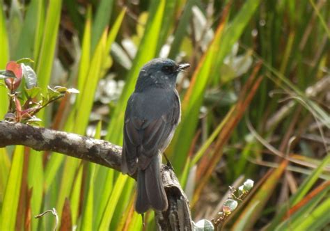 Bird Watching in Horton Plains National Park | Bird Watching Tours in Horton Plains National Park