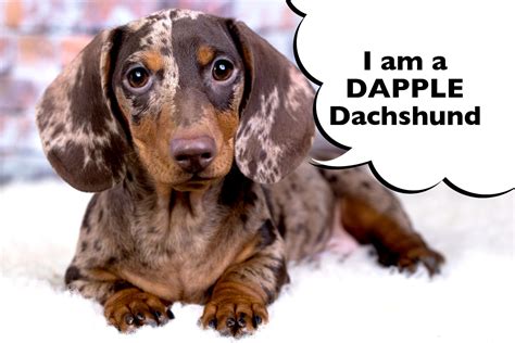 What Is A Dapple Dachshund? - I Love Dachshunds