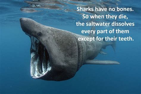 28 Interesting Shark Facts That Will Surprise And Amaze