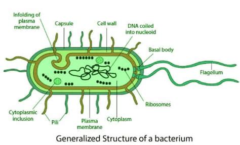Bacterial Cell Structure - Javatpoint