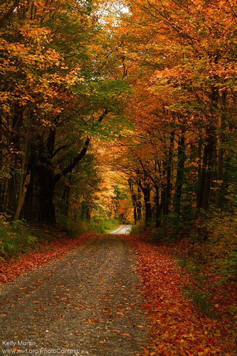 Why Leaves Fall from Trees in Autumn - The National Wildlife Federation Blog