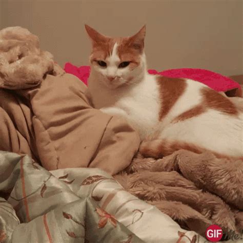 Cat Mad GIF - Cat Mad Stink - Discover & Share GIFs