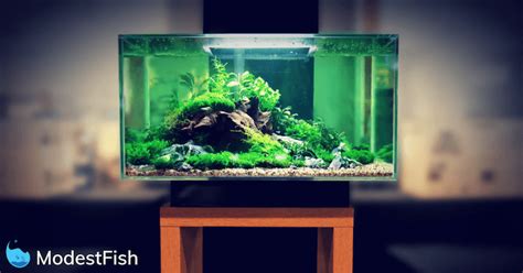 The 7 Best Betta Fish Tanks Available Today (2021 Guide & Reviews)