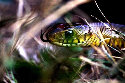 Rat Snake Photograph by Akshay Kokate - Pixels