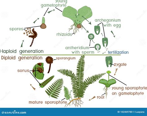 Life Cycle of Fern. Plant Life Cycle with Alternation of Diploid Sporophytic and Haploid ...