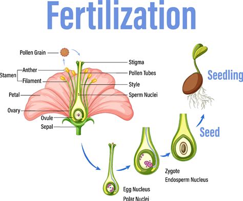 Diagram showing fertilization in flower 7190795 Vector Art at Vecteezy