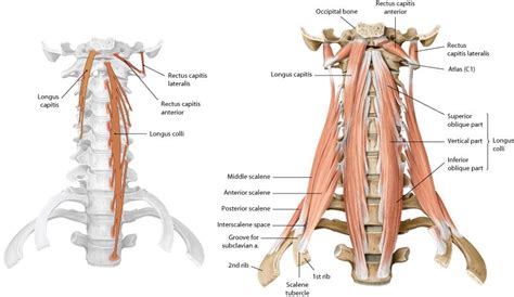 longus colli - Google zoeken | Occipital, Rib 1