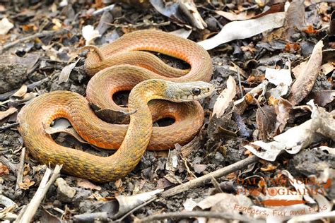 Keelback (Freshwater Snake) | Central QLD Coast Landcare Network