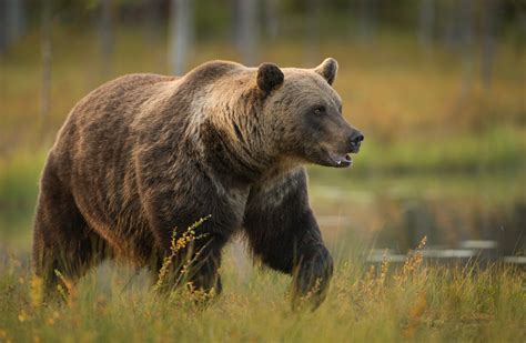 Eurasian brown bear – Bear Conservation