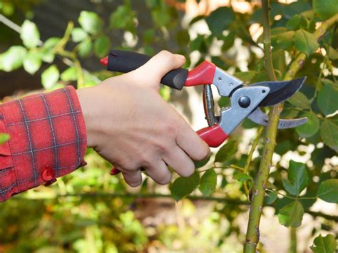 Pruning Climbing Roses: How To Prune Climbing Roses