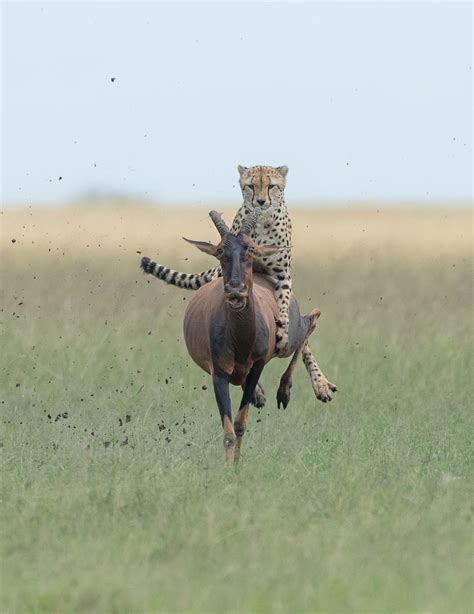 Cheetah Hitches A Ride On Antelope Before Attacking The Huge Mammal | Media Drum World