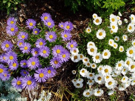 Aster alpinus | North American Rock Garden Society