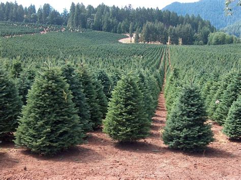 14 Charming Real Christmas Trees Near Me | Christmas tree farm, Tree ...