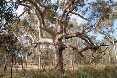 The Manna Gum: A Tree that Teaches - Daily Prayer